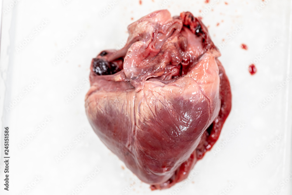 Φωτογραφία Concept of Education anatomy and physiology of heart in laboratory