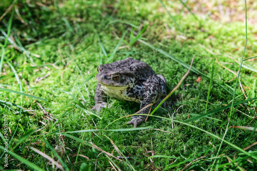 Close-up of a frog sitting on the grass in the forest