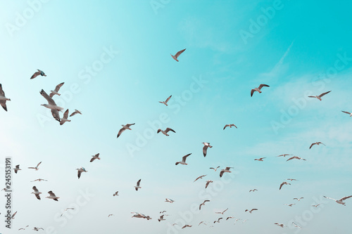 seagull flying above the sea against blue sky