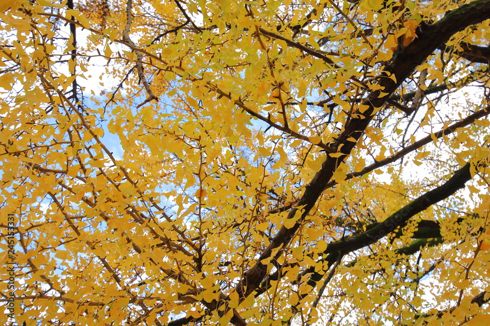 Ginkgo tree autumn leaves background texture Ginkgo tree autumn leaves background texture