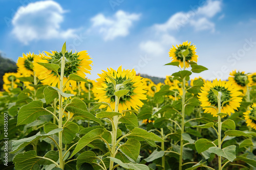 backside of sunflower field over blue sky and bright sun lights