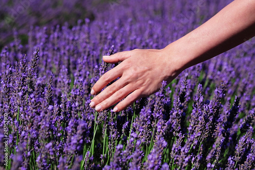 Fototapeta Naklejka Na Ścianę i Meble -  Violet lavender field at soft light effect for your floral background on horizontal web header or banner. Summer season in Provence