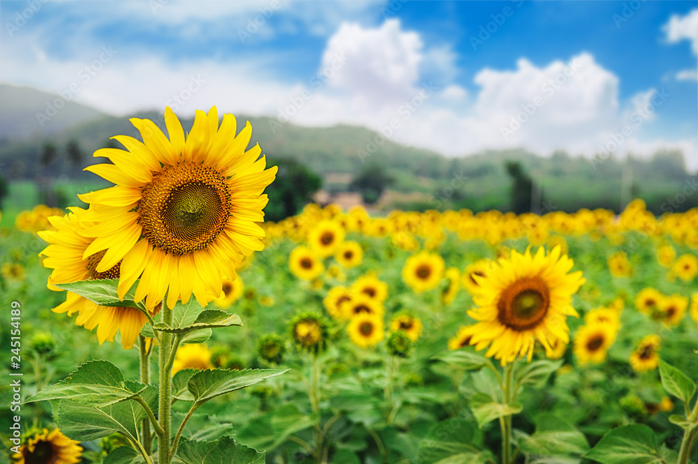 sunflower field over cloudy blue sky and bright sun lights