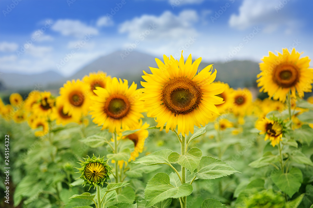 sunflower field over blue sky and bright sun lights