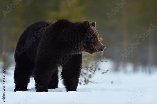 side view of brown bear on snow. bear on snow after hibernation.