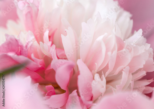 Unfocused blur peony petals, abstract romance background, pastel and soft flower card © Olga Ionina