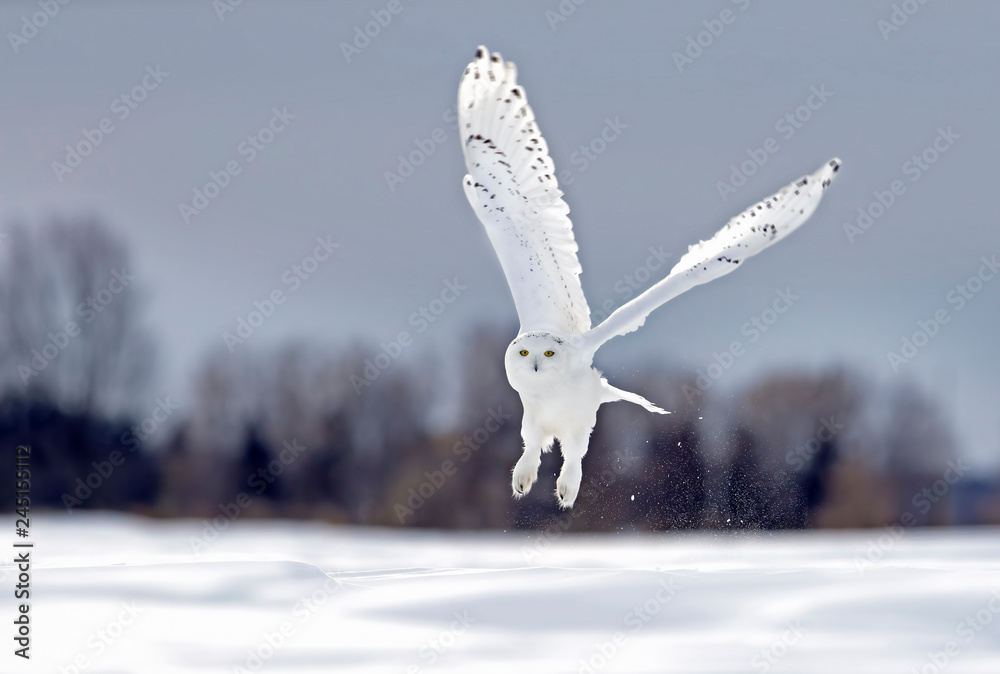 Naklejka premium Sowa śnieżna latający niski polowanie nad otwartym pogodnym śnieżnym polem uprawnym w Ottawa, Kanada