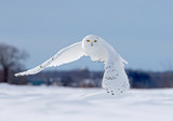 Snowy owl flying low hunting over an open sunny snowy cornfield in Ottawa, Canada