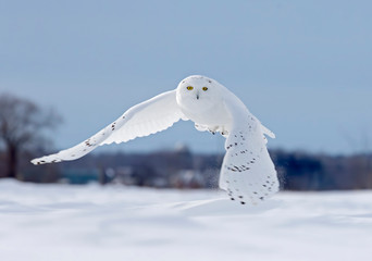 Wandcirkels Uil Sneeuwuil jagend boven zonnig korenveld  © Jim Cumming