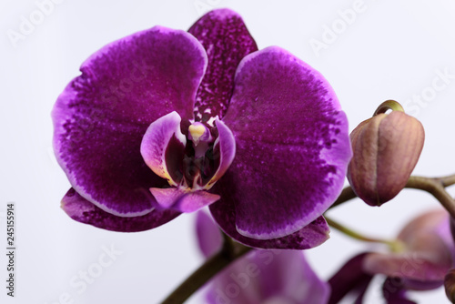 Purple Orchid on a white background