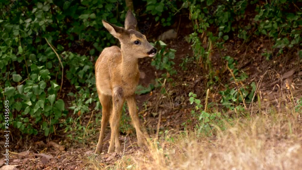 European roe deer (Capreolus capreolus) juvenile feeding European roe deer (Capreolus capreolus) juvenile feeding