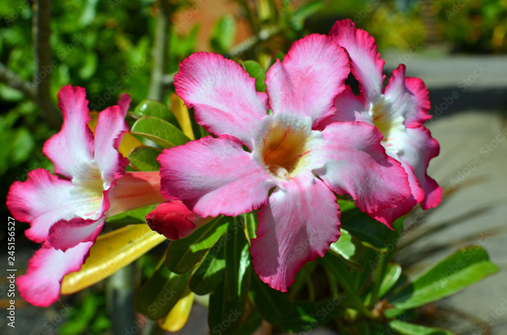 Close up of exotic tropical pink and white Impala Lily or Desert Rose (adenium apocynaceae) flowers with ruffled petals, yellow and red streaked throats, and thick leaves against a green background. Close up of exotic tropical pink and white Impala Lily or Desert Rose (adenium apocynaceae) flowers with ruffled petals, yellow and red streaked throats, and thick leaves against a green background.