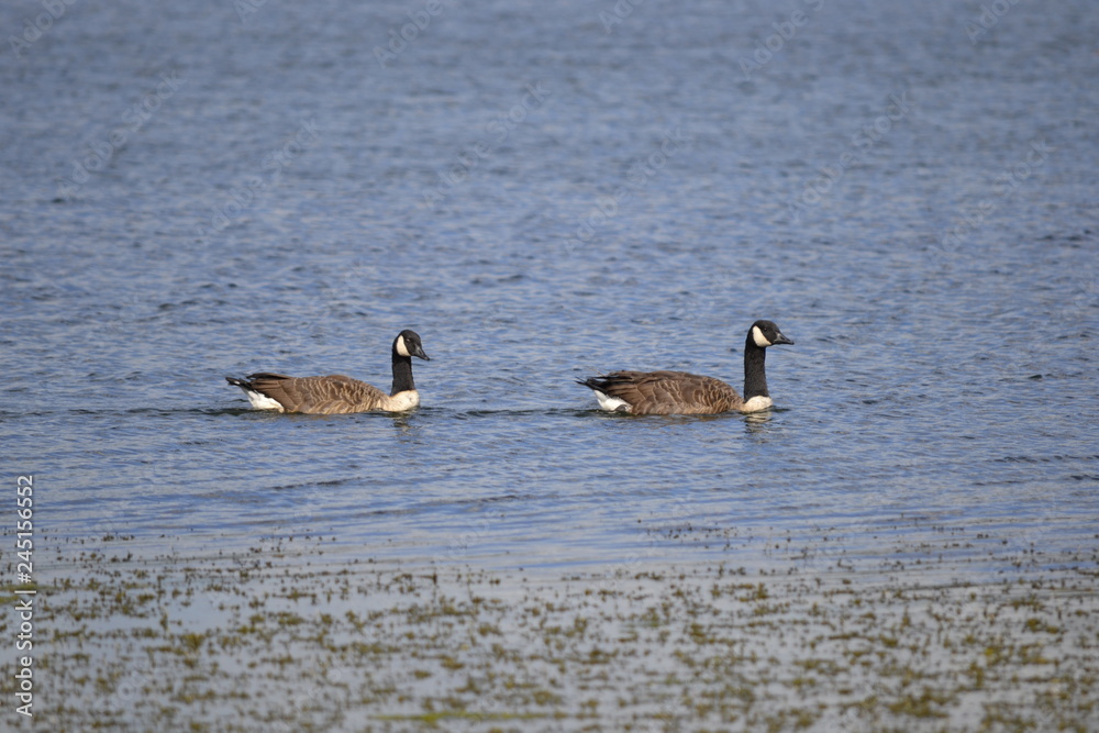 geese geese