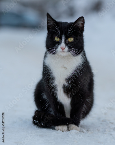 White black cat on the street in the winter snow