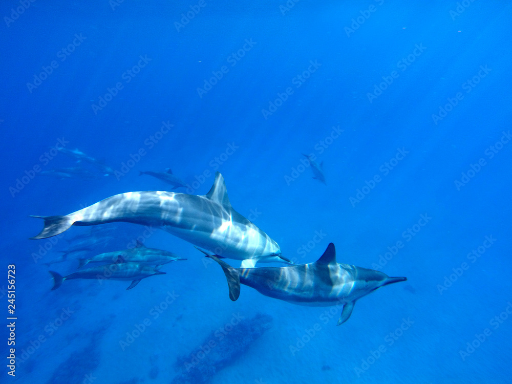 Fototapeta premium Delfine im offenen Meer auf Hawaii, Big Island