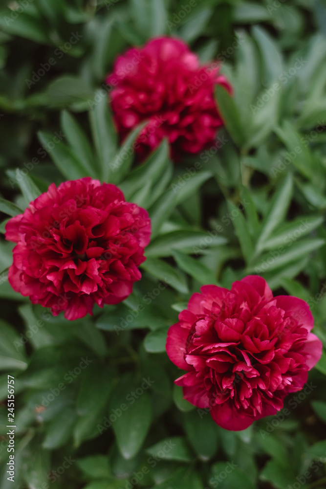 Group of fresh red peonies in the garden in the summer. Closeup of beautiful red Peony flower. Nature and Spring concept Group of fresh red peonies in the garden in the summer. Closeup of beautiful red Peony flower. Nature and Spring concept