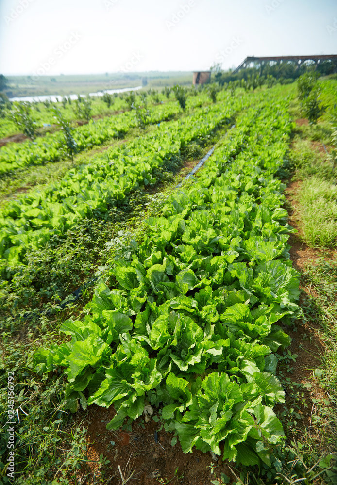 Mustard field outdoors