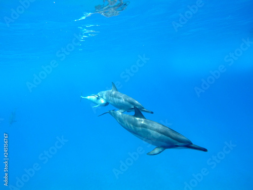 Delfine im offenen Meer auf Hawaii, Big Island © Anna