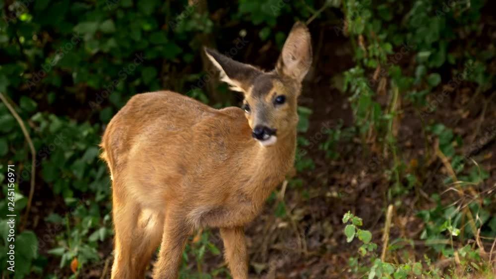 European roe deer (Capreolus capreolus) juvenile feeding European roe deer (Capreolus capreolus) juvenile feeding