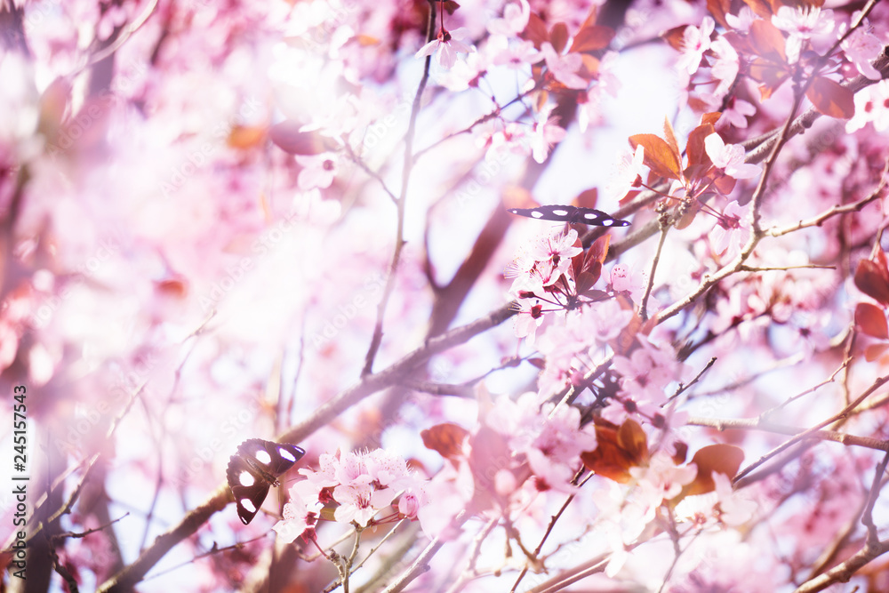 baumblüte und schmetterlinge im frühling baumblüte und schmetterlinge im frühling