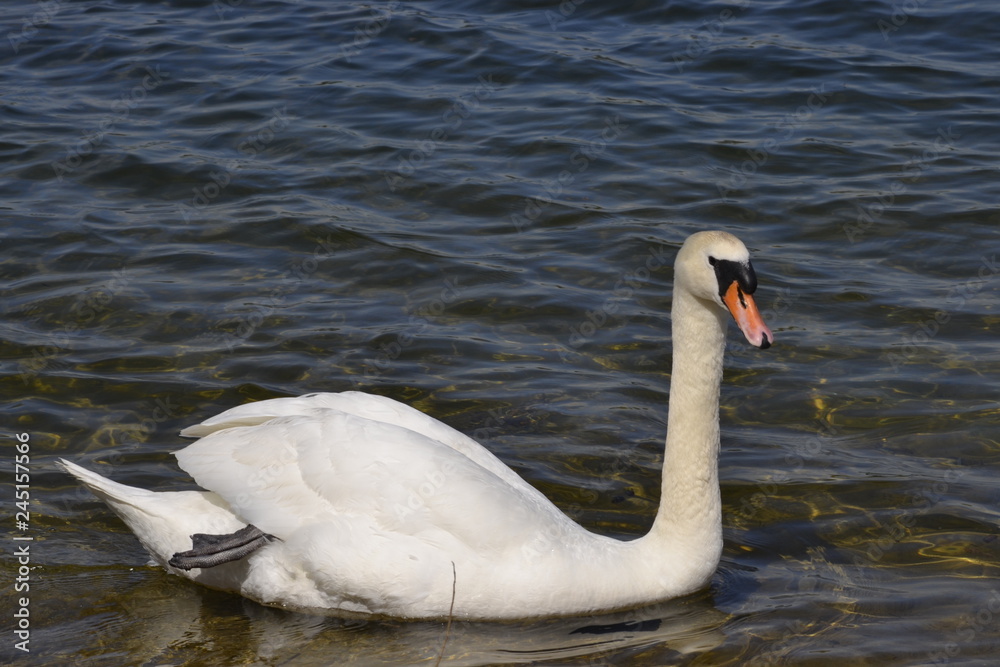 Fototapeta premium swan on lake