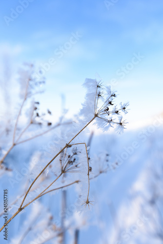 umbrellas of flowers in the snow. close-up, macro photo. winter photo © Taranova_ksenya