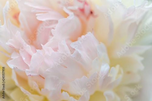 Unfocused blur pink peony petals  abstract romance background  pastel and soft flower card.