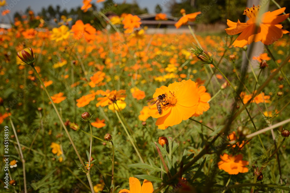 Macro photo of a bee close up, starburst flower summer yellow leaf field background grass flowers nature season garden park.