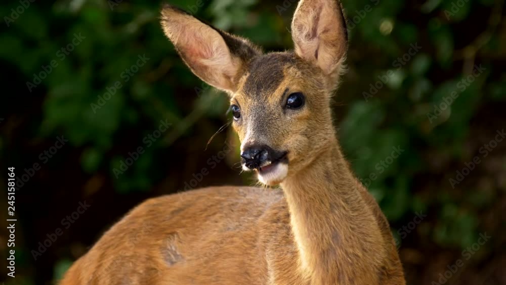 European roe deer (Capreolus capreolus) juvenile feeding European roe deer (Capreolus capreolus) juvenile feeding