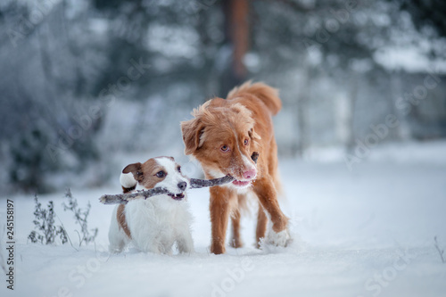two dogs playing with a stick in the snow. Pet on nature. Nova Scotia Duck Tolling Retriever and a Jack Russell Terrier