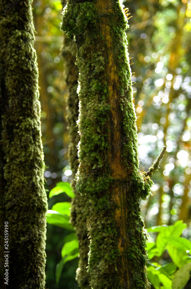 Nahaufnahme von einem Baum mit Moos auf Big Island, Hawaii