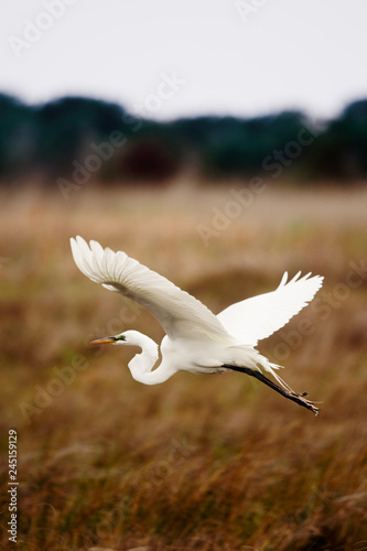 Majestic egret flies low over golden wetland grasses in the Outer Banks of North Carolina