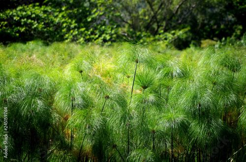 Pflanzen in der N  he vom Waipi  o Valley  Big Island  Hawaii