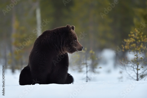 bear sitting on snow