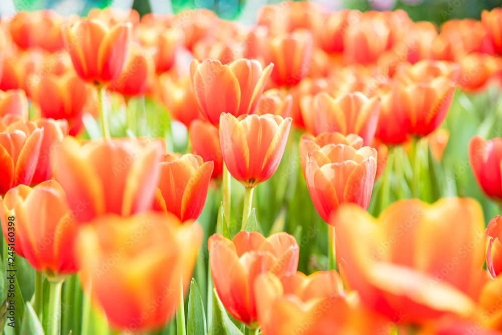 tulips flower in the spring garden tulips flower in the spring garden