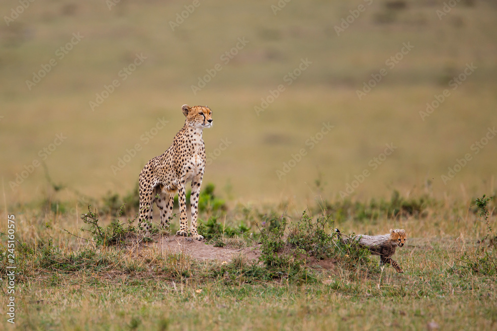 This cheetah mother had 6 cubs she was skinny and looking for food in the Masai Mara National Park in Kenya This cheetah mother had 6 cubs she was skinny and looking for food in the Masai Mara National Park in Kenya