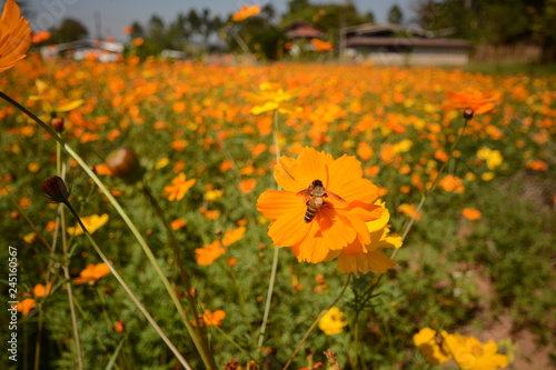 Macro photo of a bee close up  starburst flower summer yellow leaf field background grass flowers nature season garden park.