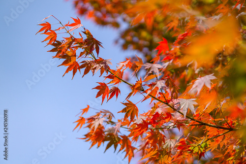 Beautiful background of seasonal colorful trees with copy space blue sky in autumn style at Yufuin. Oita, kyushu, Japan	