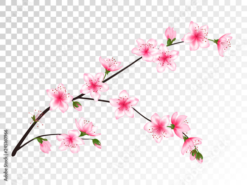Chinese cherry branch with flowers illustration.