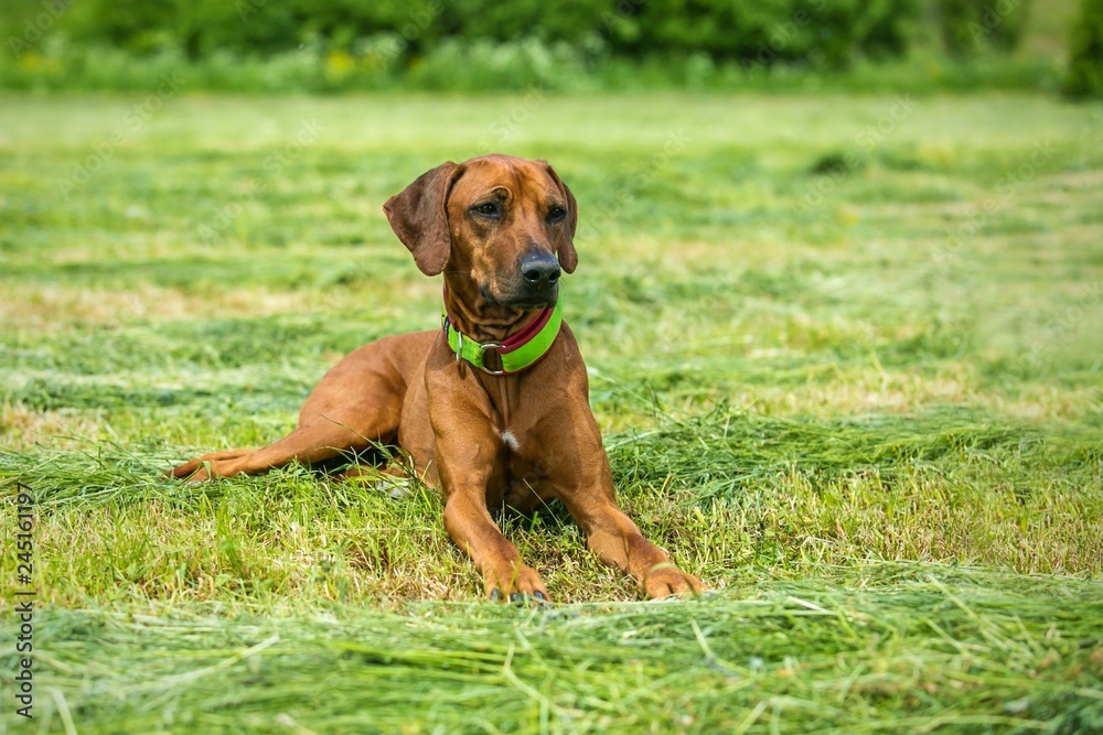 Beaufitul rhodesian ridgeback with brown hair, dog collar on, lying down on cut green grass in a meadow, summer day in nature