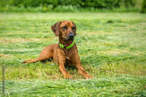 Beaufitul rhodesian ridgeback with brown hair  dog collar on  lying down on cut green grass in a meadow  summer day in nature