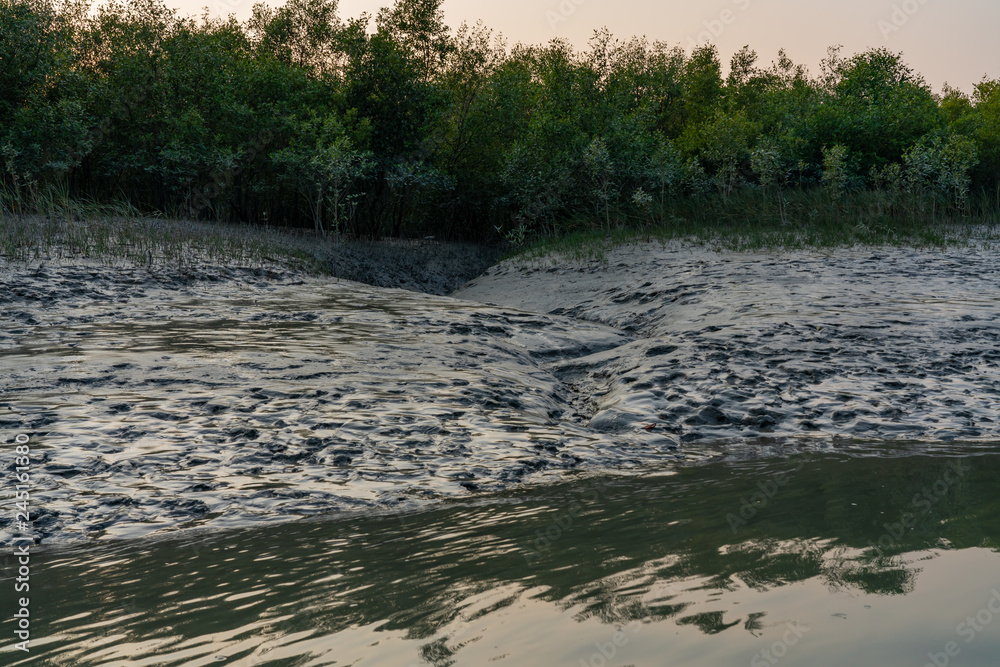 Brilliant mud on the mangroves at sunset in West Bengal in India Brilliant mud on the mangroves at sunset in West Bengal in India