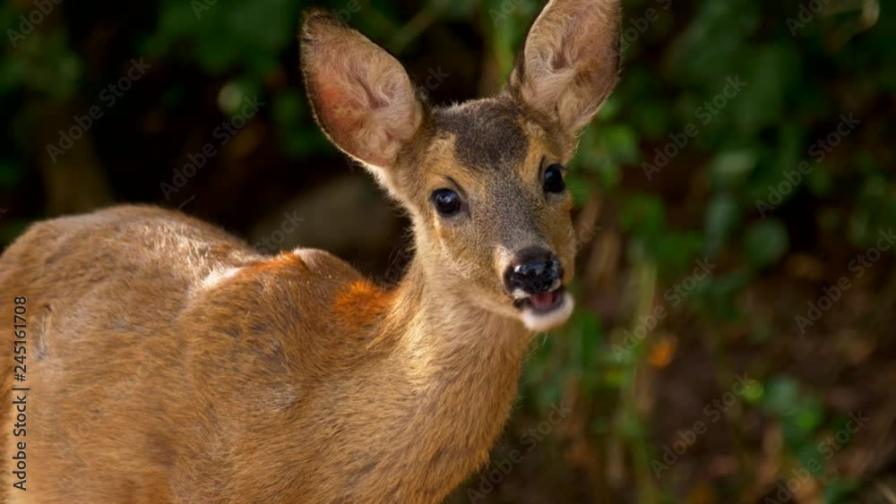 European roe deer (Capreolus capreolus) juvenile feeding