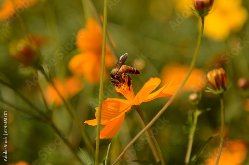 Macro photo of a bee close up, starburst flower summer yellow leaf field background grass flowers nature season garden park. © kasira698