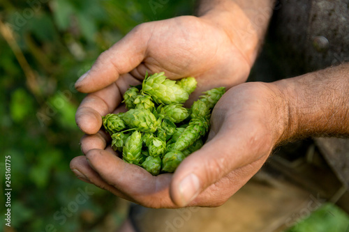 Hände halten Hopfen-Dolden