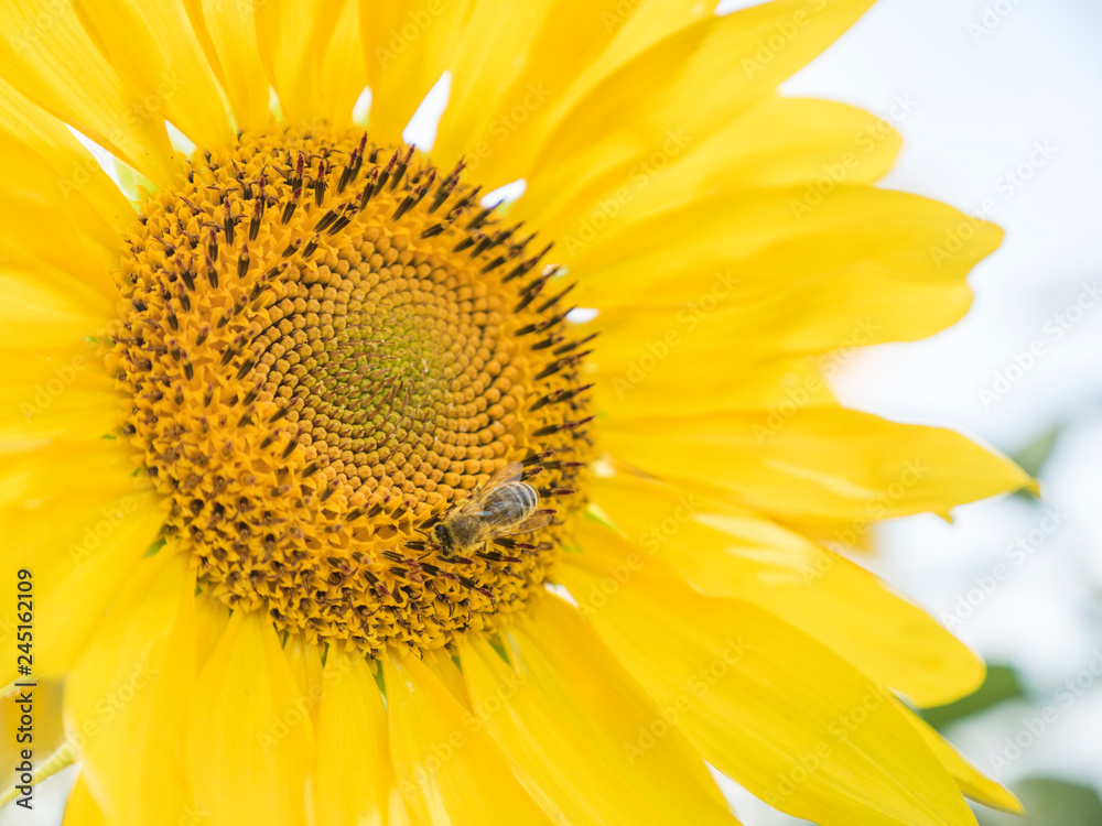 Naklejka premium Sunflower natural background. Sunflower blooming. Close-up of sunflower. Field of blooming sunflowers. Yellow summer flowers.