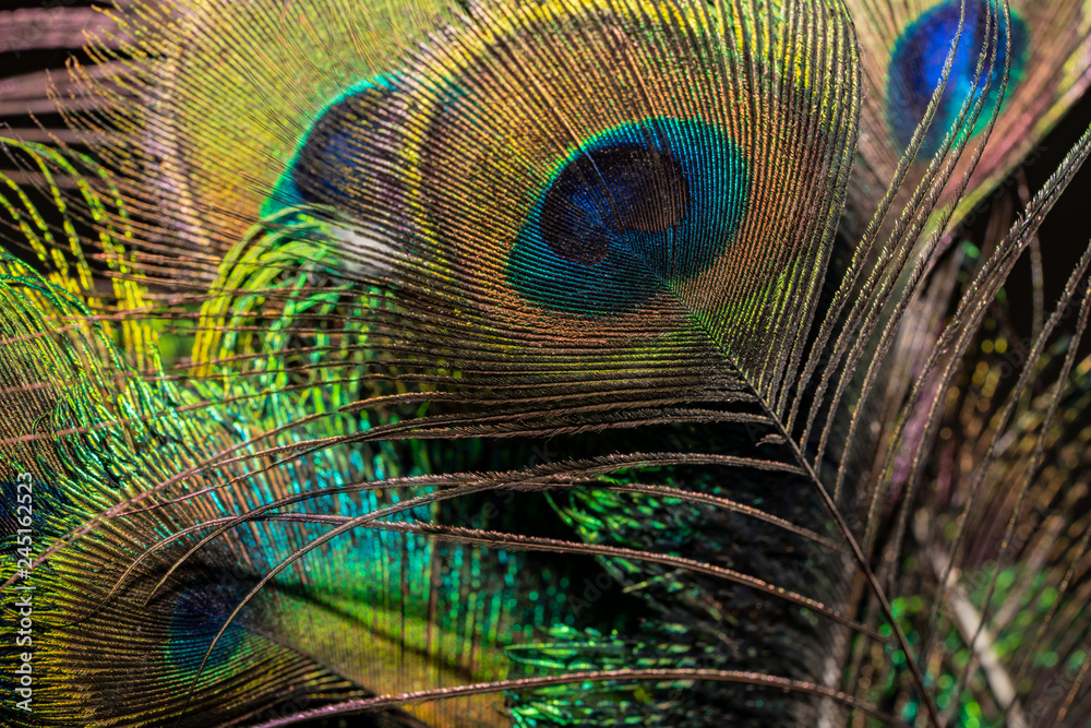Obraz premium Peacock feathers