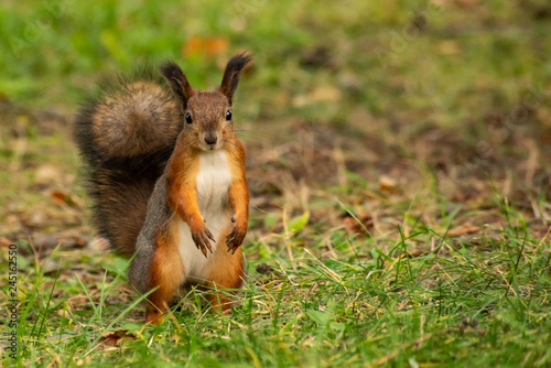 Squirrel stands on its hind legs © savelov