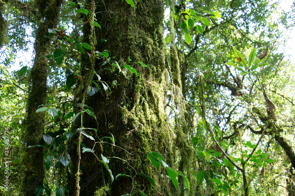 group of big tree with fern