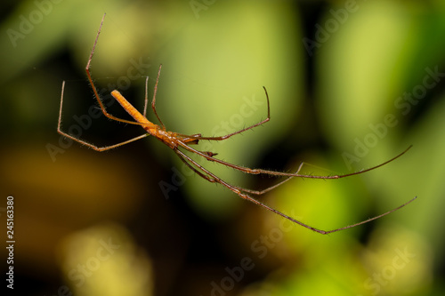 Long spider in india © Rus